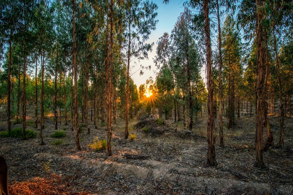 Quinta Da Eira Velha Vendégház Aldeia do Mato  Kültér fotó